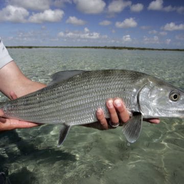 Andros South, Bahamas, Aardvark McLeod