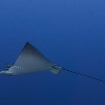 Alphonse Island diving Aardvark McLeod