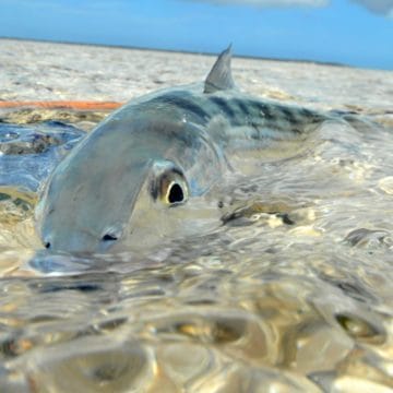 bahamas fishing, crooked island, acklins island, bonefish, permit, flats fishing, triggerfish, tarpon, fly fishing bahamas, remote fishing bahamas, aardvark mcleod, crooked island fishing lodge, acklins island fishing lodge