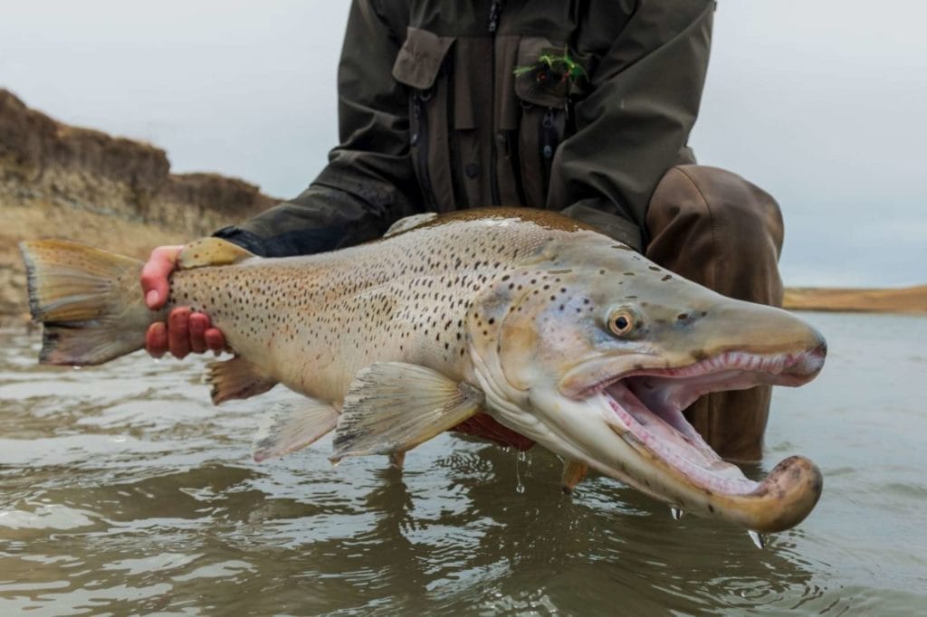 estancia maria behety lodge, Sea trout, rio grande, tdf, tierra del fuego, sea run brown trout, argentina, fishing sea trout argentina, rio menendez, sea trout flies, huge sea trout, aardvark mcleod,