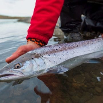 Sea trout, rio grande, tdf, tierra del fuego, sea run brown trout, argentina, fishing sea trout argentina, rio menendez, sea trout flies, huge sea trout, aardvark mcleod, emb lodge