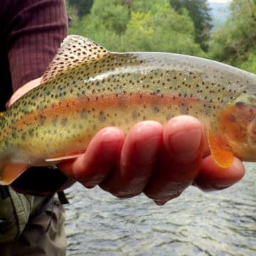 Fly fishing Slovenia, Aardvark McLeod