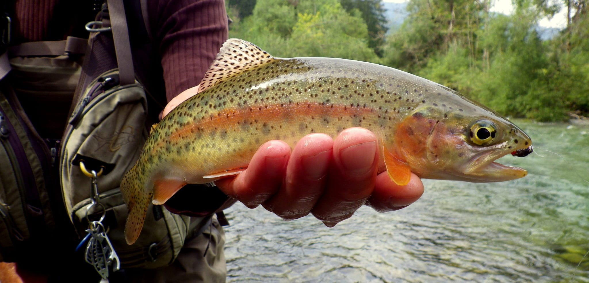 Fly fishing Slovenia, Aardvark McLeod