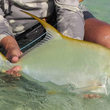 Alphonse Island permit Aardvark Mcleod