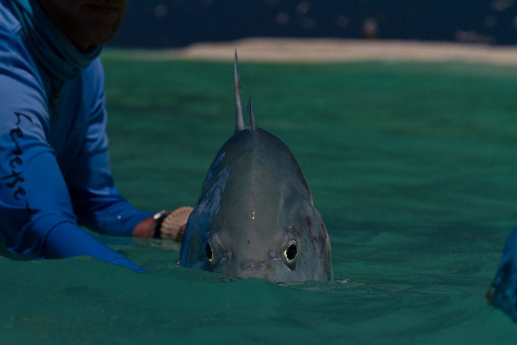 Farquhar atoll Seychelles GT Aardvark McLeod