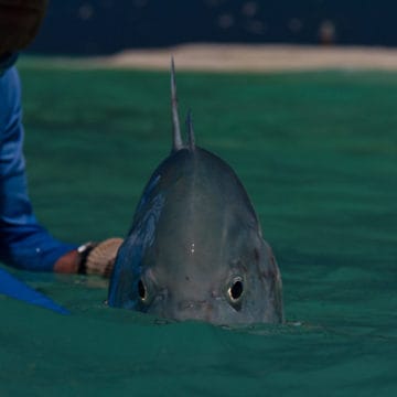 Farquhar atoll Seychelles GT Aardvark McLeod