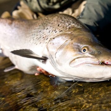 Rio Irigoyen, Aardvark McLeod, irigoyen fishing, fishing tierra del fuego, sea trout fishing argentina, irigoyen river, tdf