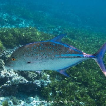 Aardvark McLeod Alphonse Island diving