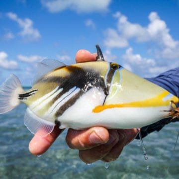 Alphonse Island Seychelles Aardvark McLeod picasso triggerfish