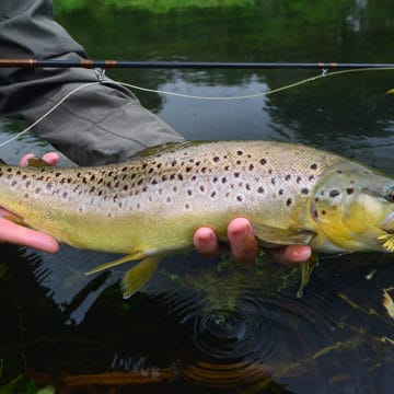 Mayfly, chalkstream, river test, river anton, river avon,