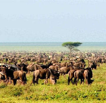 Aardvark McLeod Kenya migration