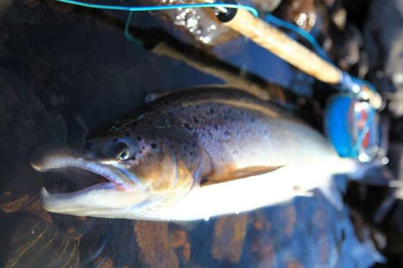 Brevyeni Camp, Ponoi, Kola Penisnular, Russia, Atlantic salmon, Aardvark McLeod