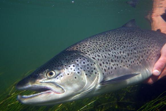 Tungufljot, Sea Trout, Iceland, Iceland Fishing Guides, Aardvark McLeod, fishing in Iceland