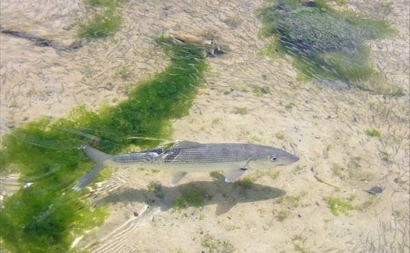 Los Roques, Venezuela, Aardvark McLeod, bonefish, fishing in Venezuela,