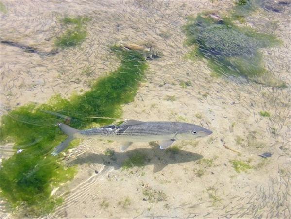 Los Roques, Venezuela, Aardvark McLeod, bonefish, fishing in Venezuela,