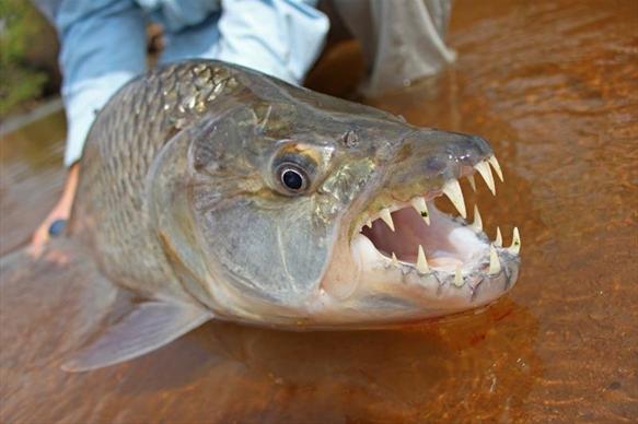 Tanzania tigerfish Mnyera Rhudji rivers fishing