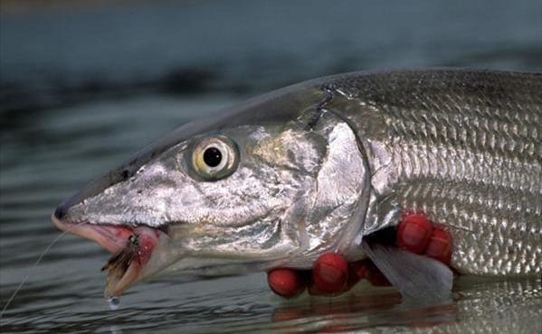 Turneffe Island Resort, Belize, Aardvark McLeod, bonefish, fishing in Belize