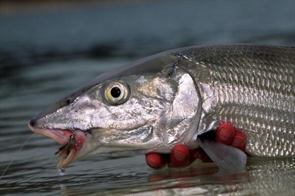 Turneffe Island Resort, Belize, Aardvark McLeod, bonefish, fishing in Belize