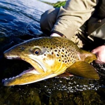 Laxardal, large brown trout, Iceland, Aardvark McLeod