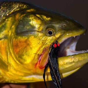 Golden Dorado River Cruiser, fly fishing golden dorado, golden dorado fishing, catching golden dorado, fishing Argentina, Estancia Laguna Verde, popper fishing, fly fishing tips, aardvark mcleod