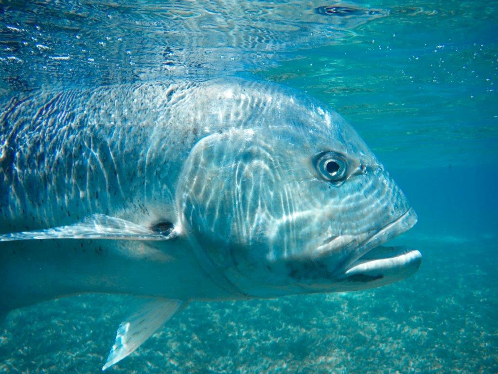 osmoledo Seychelles GT Aardvark McLeod