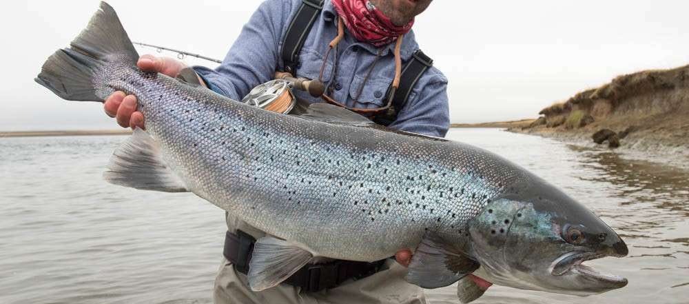 sea trout rio grande, EMB, Tierra del Fuego, Estancia Maria Behety, argentina fishing, tdf, maria behety, la villa, estancia, sea run brown trout,