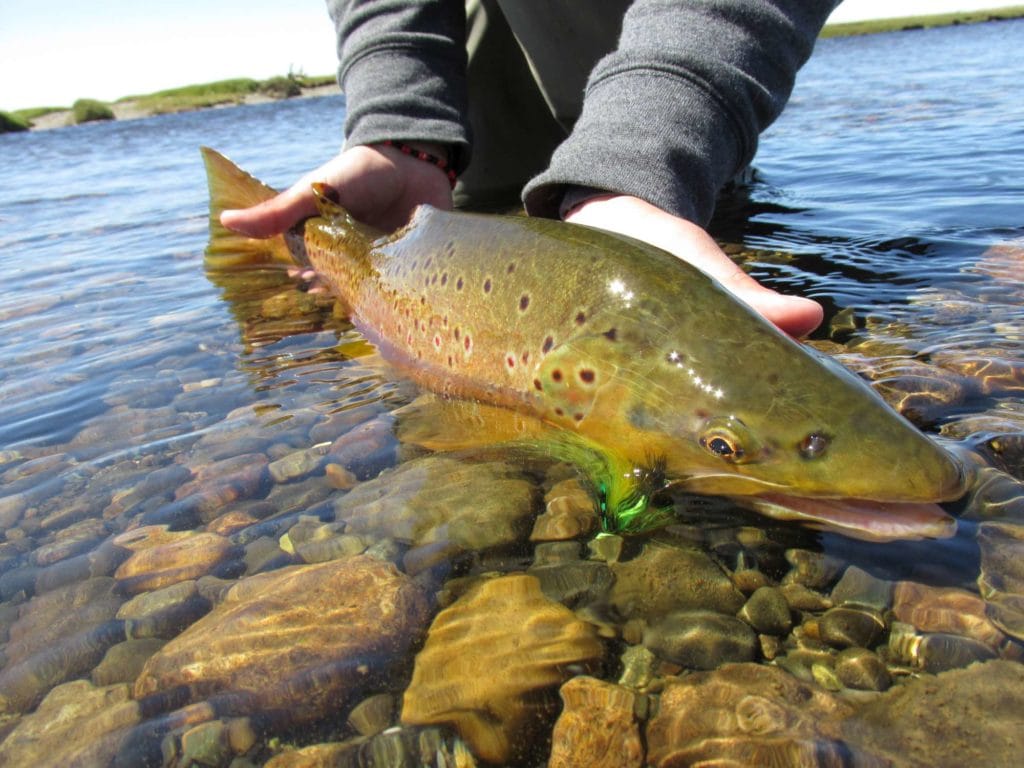 El rincon, rio Gallegos, rio penitente, fishing argentina, sea trout, brown trout, bella vista, las buitreras