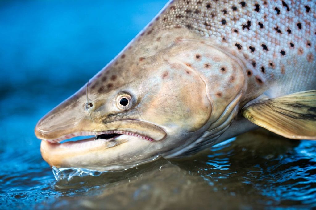 Argentina, Sea Trout, Rio Grande, Kau Tapen, Aardvark McLeod, Tierra del Fuego, kau tapen lodge, huge sea trout, sea trout flies, fishing sea trout argentina, tdf, sea run brown trout, nervous waters, Rio Menendez