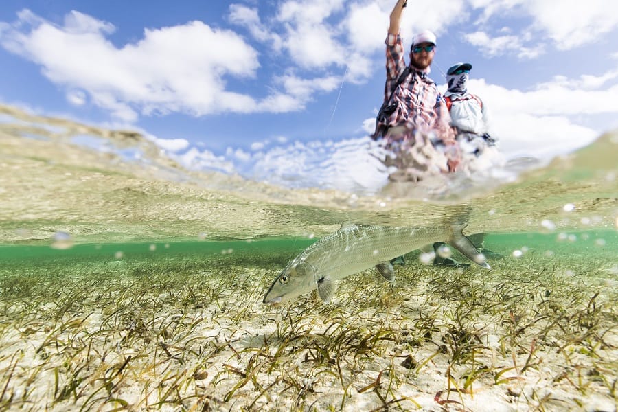 Abaco Lodge, Bahamas, Aardvark McLeod