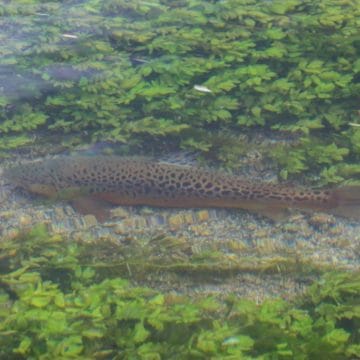 River Test, Brown Trout, Chalkstream Fishing, Aardvark McLeod