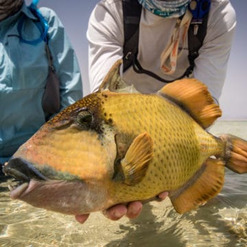 Sudan, trigger fish, Aardvark McLeod