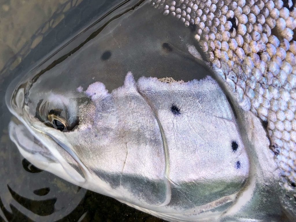 Argentina, Sea Trout, Villa Maria, Rio Grande, Aardvark McLeod, Tierra del Fuego, huge sea trout, sea trout flies, fishing sea trout argentina, tdf, villa maria lodge, sea run brown trout, nervous waters, Rio Menendez