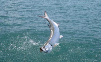 Tarpon, Silver King Lodge, Costa Rica, Aardvark McLeod, tarpon fishing,