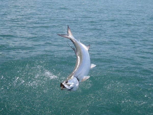 Tarpon, Silver King Lodge, Costa Rica, Aardvark McLeod, tarpon fishing,