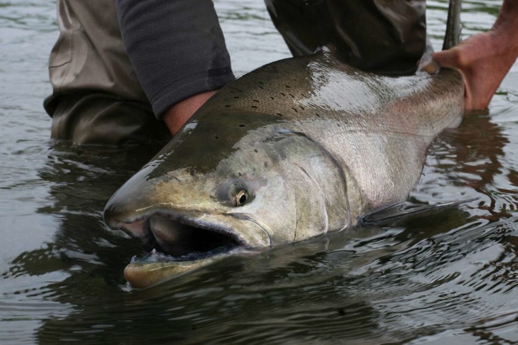 fishing alaska, fishing aleutian adventures, fishing hoodoo river, steelhead alaska, steelhead fishing alaska, king salmon fishing, king salmon fishing alaska, aardvark mcleod