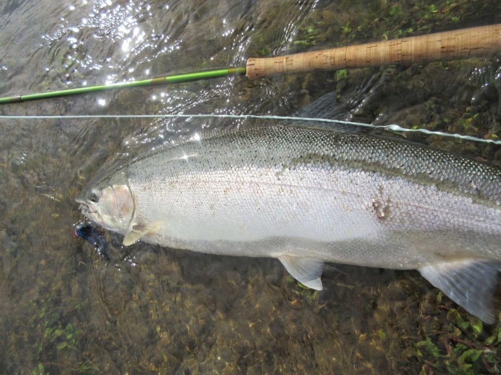 fishing alaska, fishing aleutian adventures, fishing hoodoo river, steelhead alaska, steelhead fishing alaska, king salmon fishing, king salmon fishing alaska, aardvark mcleod