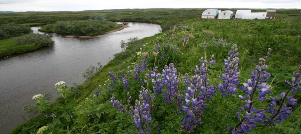 fishing alaska, fishing aleutian adventures, fishing hoodoo river, steelhead alaska, steelhead fishing alaska, king salmon fishing, king salmon fishing alaska, aardvark mcleod