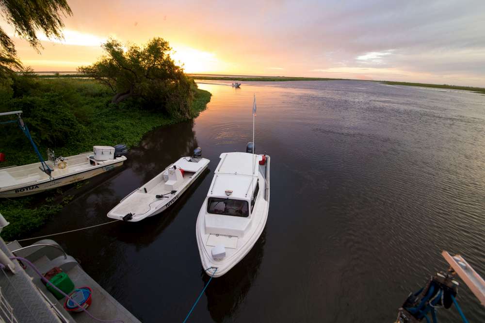 Golden dorado, Aardvark McLeod, dorado fishing Argentina, Estancia Laguna Verde, fly fishing argentina, dorado river cruiser, dorado fishing mothership, dorado fishing buenos aires, brett o’connor, dorado fishing with fly, dorado river cruiser mothership