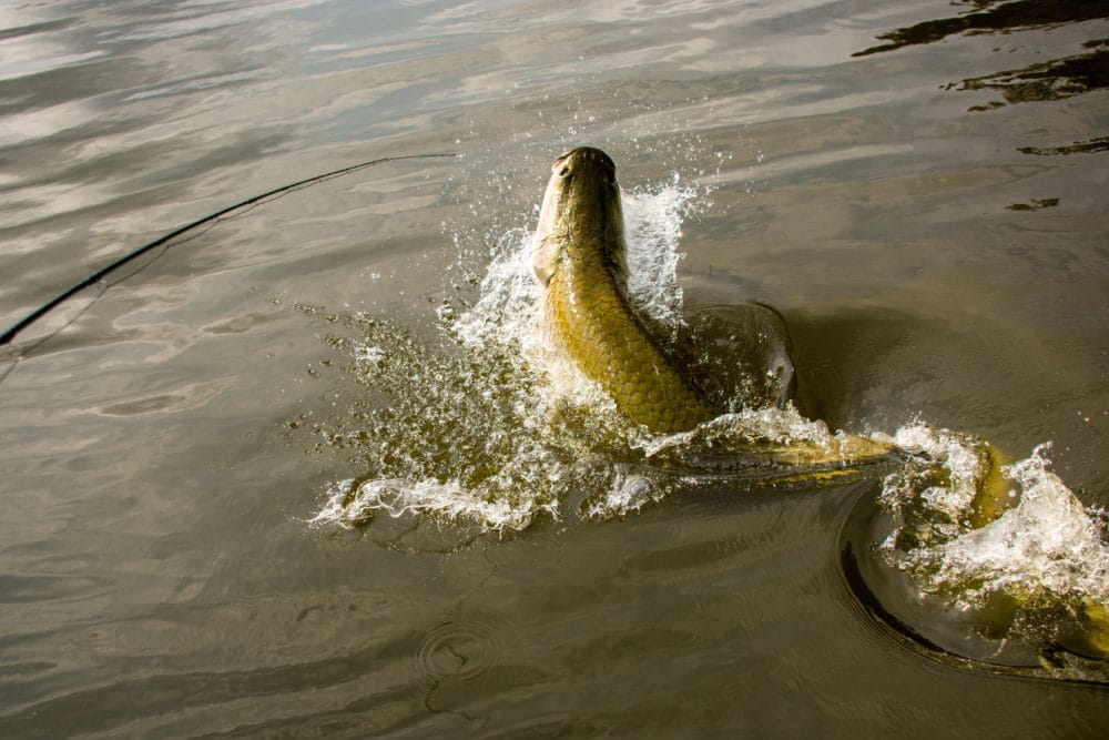 Pirarucu Lodge, Arapaima Catch Report