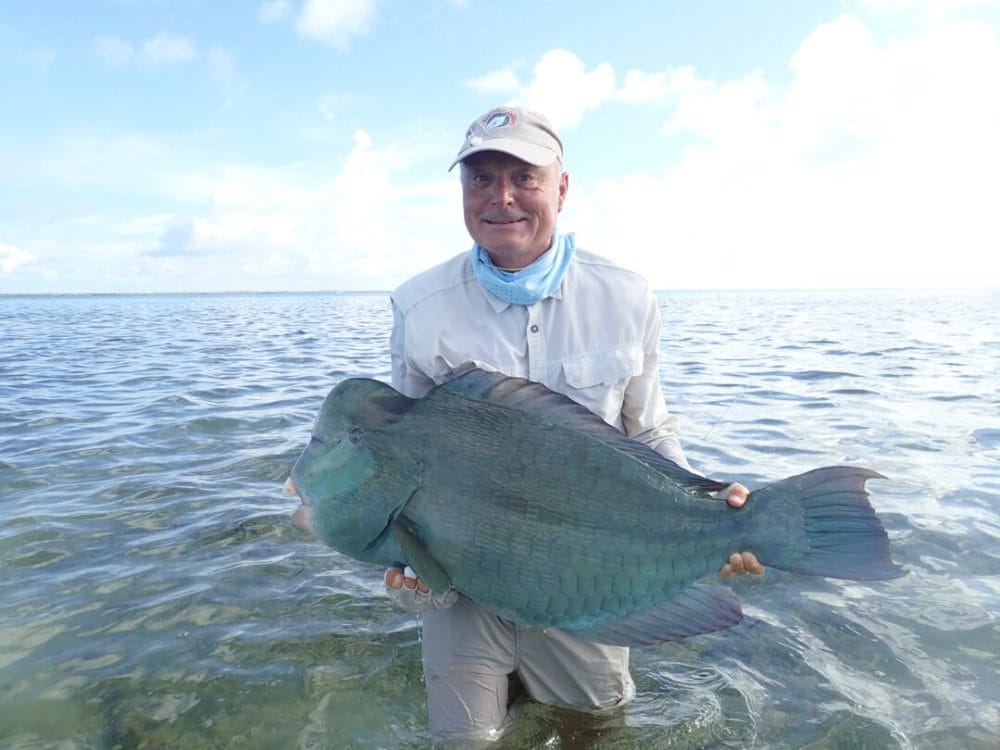 Farquhar Bumphear Parrotfish