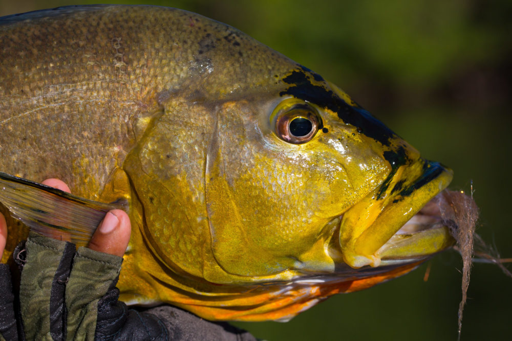 Peacock Bass, Aardvark McLeod, Amazon fishing, payara, jungle fishing, untamed angling, Kendjam, iriri river, vampire fish, yatorana, pacu, wolffish