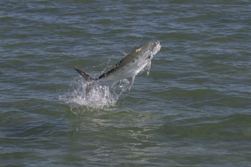 Australia; Fly Fishing for Queenfish by Peter Morse - Aardvark Mcleod