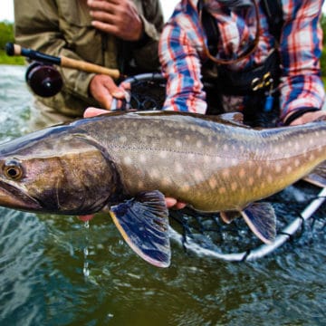 Zhupanova Kamchatka Trout fishing, Russia