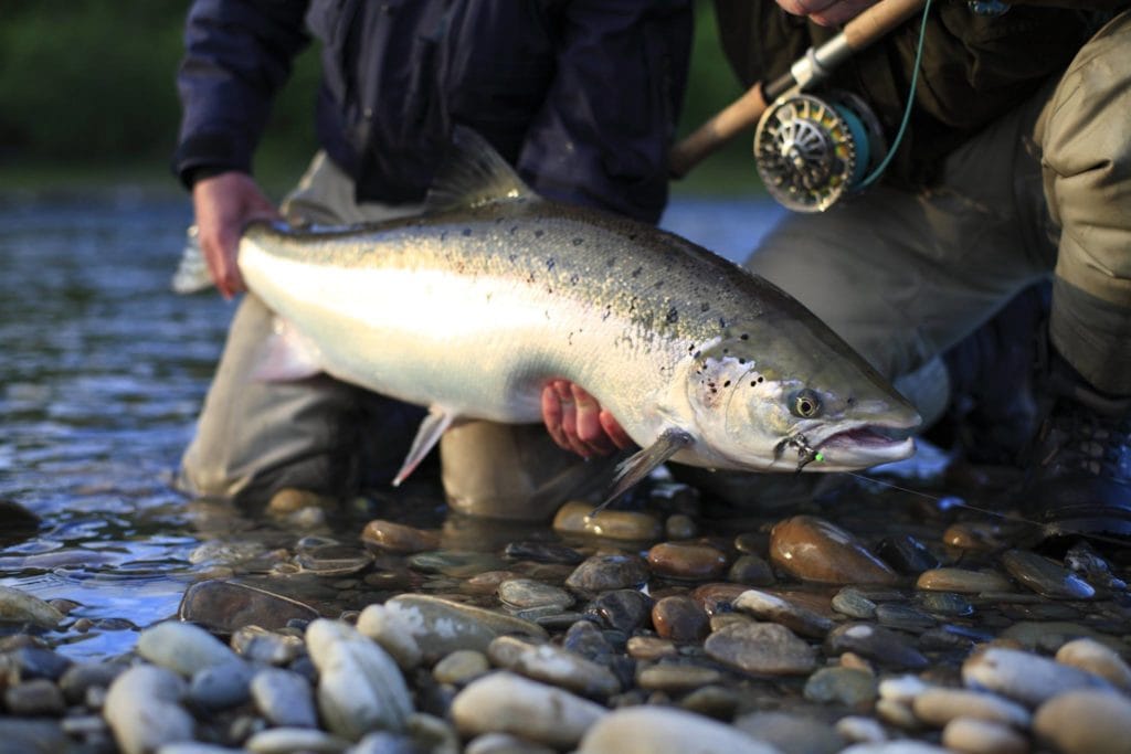 Gaula River, Norwegian Flyfishers Club, NFC, Norway, Atlantic salmon