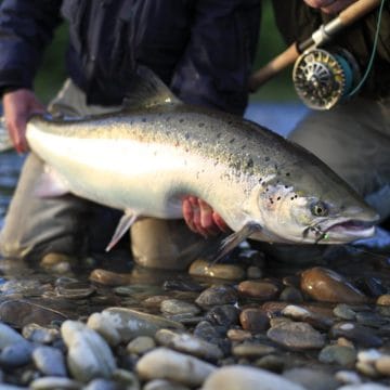 Gaula River, Norwegian Flyfishers Club, NFC, Norway, Atlantic salmon