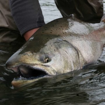 fishing alaska, fishing aleutian adventures, fishing hoodoo river, steelhead alaska, steelhead fishing alaska, king salmon fishing, king salmon fishing alaska, aardvark mcleod