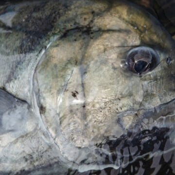 Alphonse, Giant Trevally, Aardvark McLeod