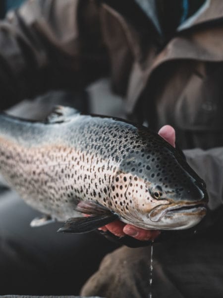 West Ranga Trout, Iceland, Aardvark McLeod