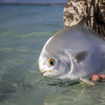 Farquhar Atoll, Seychelles, Aardvark McLeod