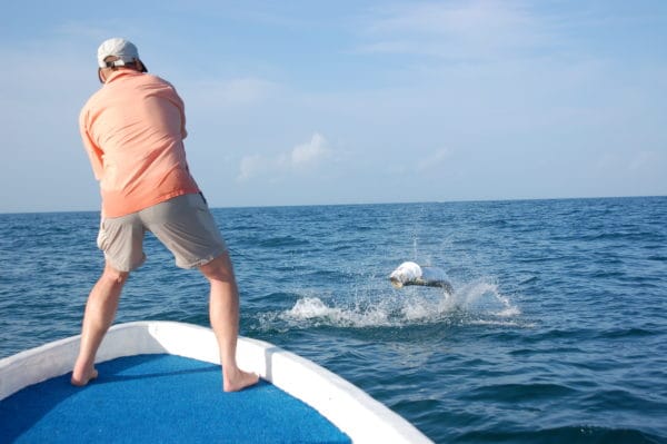 Isla Holbox, Mexico, Tarpon